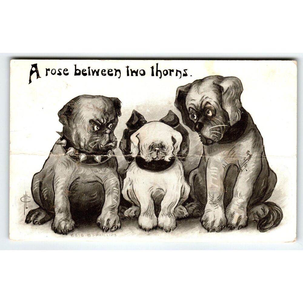 A Rose Between Two Thorns Dogs Postcard Bulldog With Sharp Teeth 6616 I Phillips